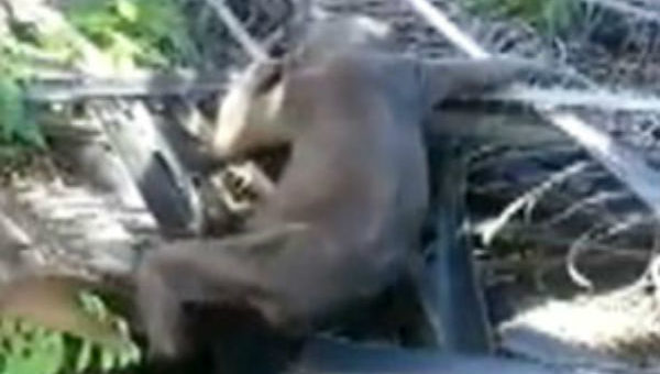 Makhluk aneh dirakam di Sibu