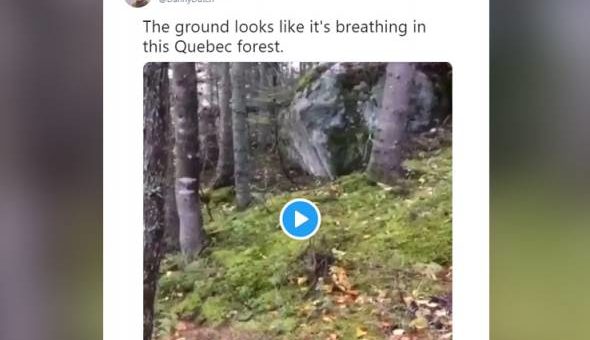 ‘Hutan bernafas’ aneh, menggerunkan…