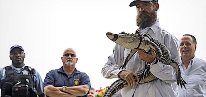 Bela kucing, bukan aligator