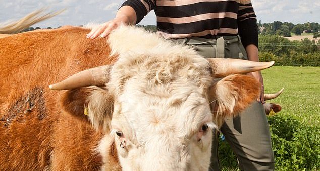 Lembu katik Hereford paling kecil di Eropah