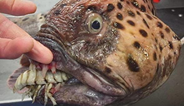 Instagram nelayan Rusia terus popular, kongsi gambar makhluk marin aneh