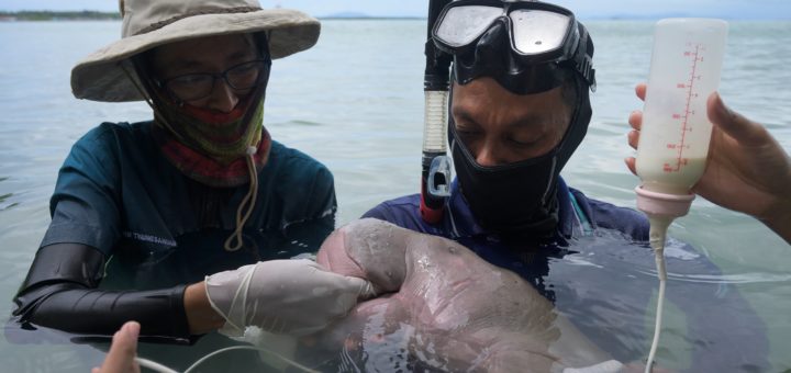 Anak Dugong, Mariam mati akibat sisa plastik dalam perut
