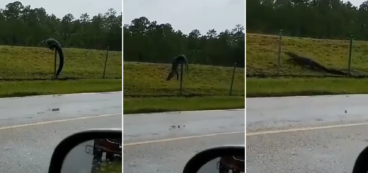 Aligator panjat pagar ceroboh pangkalan tentera AS