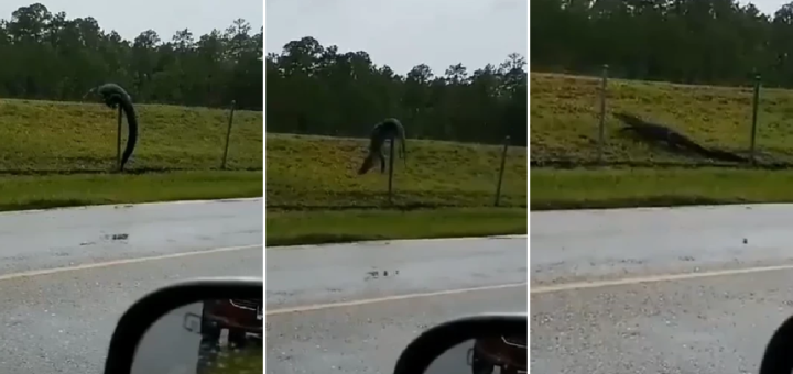 Aligator panjat pagar ceroboh pangkalan tentera AS