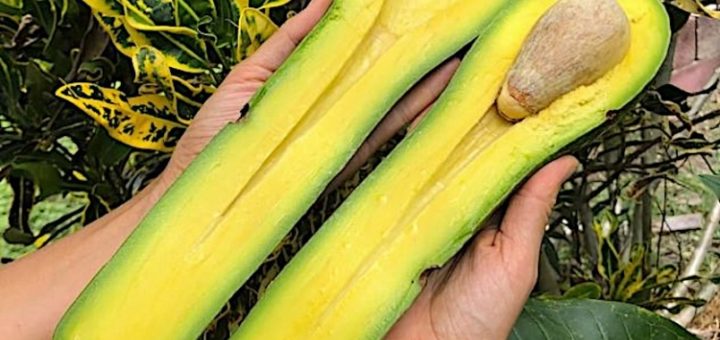 Ladang Florida hasilkan avokado gergasi