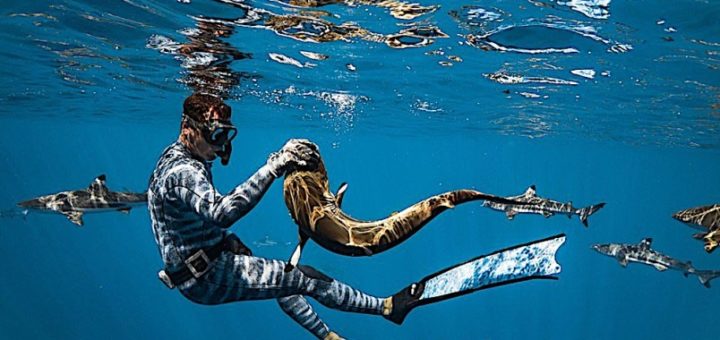 Penyelam tenangkan jerung harimau guna dakapan tangan