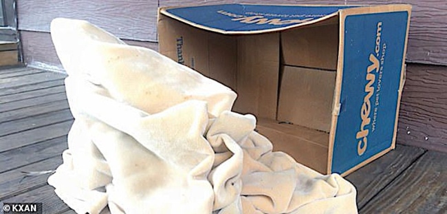 Kanak-kanak tiga tahun dijumpai tidur dalam kotak kucing