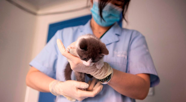 Firma China tawar khidmat klon kucing peliharaan