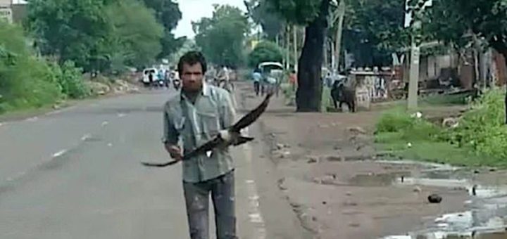 Lelaki diserang gagak setiap hari selama tiga tahun