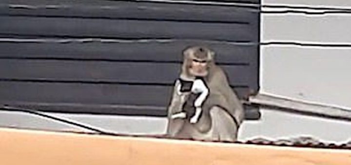 Monyet ‘culik’ anak kucing, jadikannya ‘tebusan’
