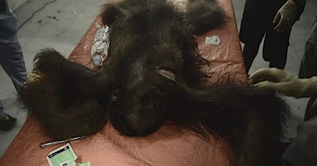 Orang utan ditemui dengan 130 luka kesan tembakan