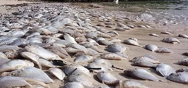 Bangkai ikan cemari pantai Thailand
