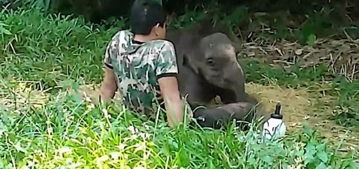 Anak gajah dilepaskan ke hutan pulang ke pangkuan penjaga
