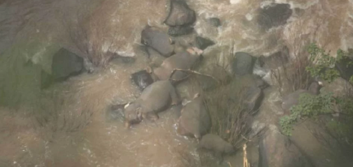 6 Gajah Dewasa Maut Ketika Cuba Selamatkan Seekor Anak Gajah