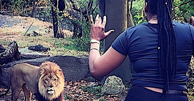 Wanita masuk ke-kandang singa di zoo