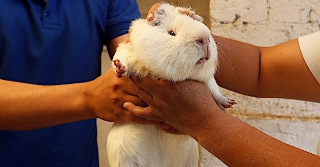 Aiskrim perisa tikus belanda di Ecuador