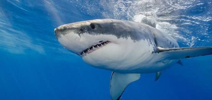 Penyelam maut dibaham jerung