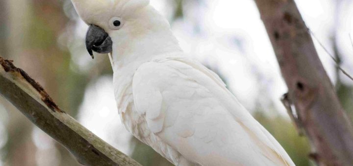 Pegawai polis dikerah dengar teriak minta tolong, rupa-rupanya burung kakak tua