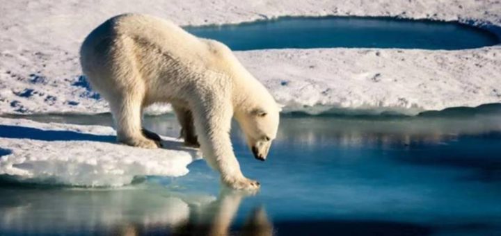 Beruang kutub memakan satu sama lain meningkat – Saintis Russia