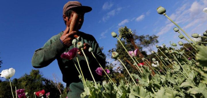 Myanmar musnahkan 93 hektar tanaman popi di Kachin