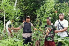 Polis Indonesia jumpa ladang ganja di sempadan Papua-PNG