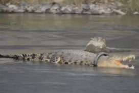 Indonesia tawar ganjaran bagi mengeluarkan tayar tersangkut di tengkuk buaya