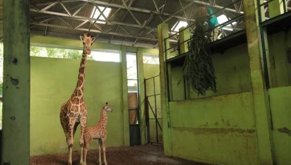 Anak zirafah baru lahir di Zoo Bali dinamakan Corona