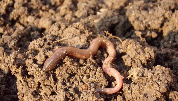 Misteri kemunculan ribuan cacing tanah di Lombok terjawab