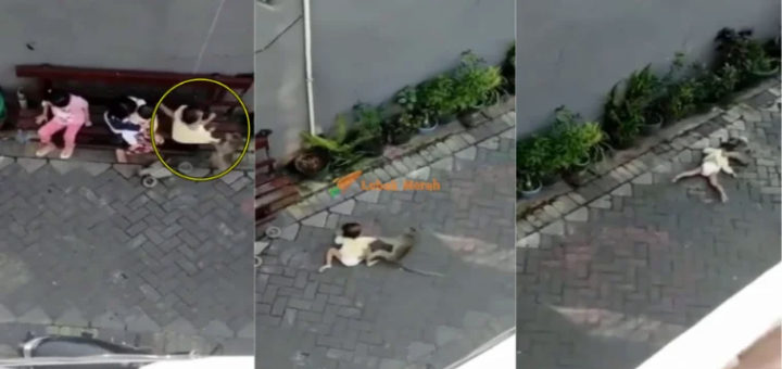 Alamak kesiannya budak itu! Sakit agaknya badan dia tu” – Ngeri Monyet Peliharaan ‘Tarik’ & ‘Heret’ Budak Kecil