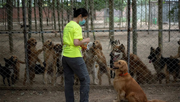 China teruskan Festival Daging Anjing walaupun dikecam