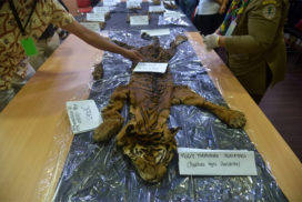 4 pemburu haram ditahan kerana bunuh harimau