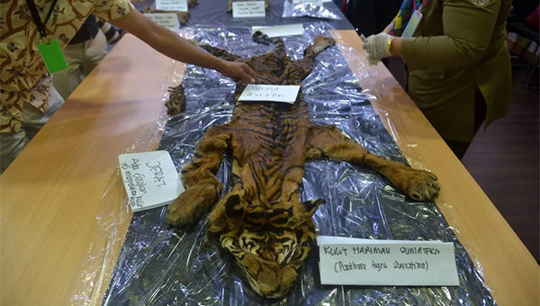 4 pemburu haram ditahan kerana bunuh harimau