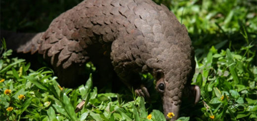 China mansuh tenggiling dari senarai ubatan tradisional