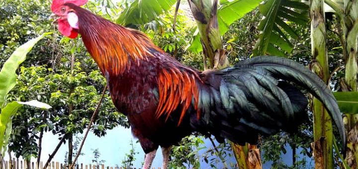 Ayam Ketawa – Jenis Ayam Berbunyi Ketawa Manusia Yang Lucu di Indonesia