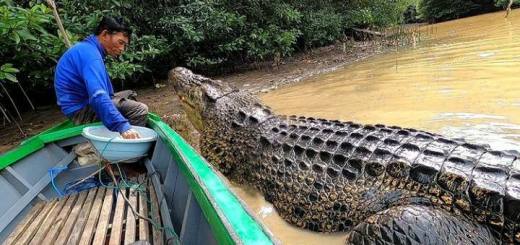 Persahabatan Luar Biasa Ambo Dengan Buaya 4 Meter Panjang