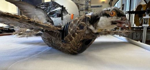 Burung mati mendapat kehidupan baru: Penyelidik New Mexico membangunkan dron burung taxidermy