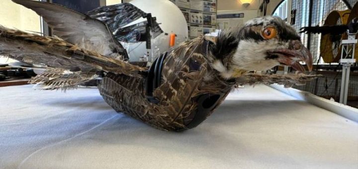 Burung mati mendapat kehidupan baru: Penyelidik New Mexico membangunkan dron burung taxidermy