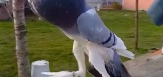 Merpati Mutant Yang Pelik Dengan Dada Kembung dan Kaki Panjang
