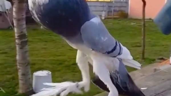 Merpati Mutant Yang Pelik Dengan Dada Kembung dan Kaki Panjang