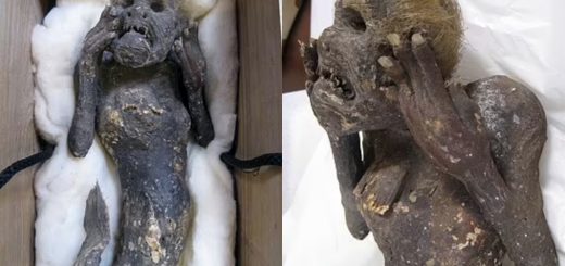 Setelah Hampir 3 Abad, Misteri Mumia Kononnya ‘Ikan Duyung’ Ini Akhirnya Terbongkar