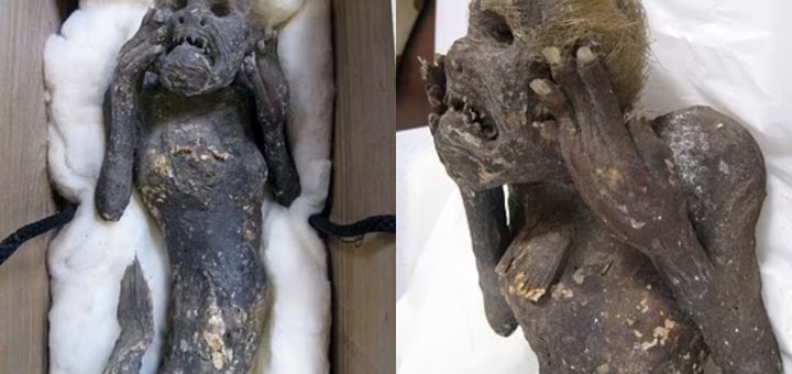 Setelah Hampir 3 Abad, Misteri Mumia Kononnya ‘Ikan Duyung’ Ini Akhirnya Terbongkar