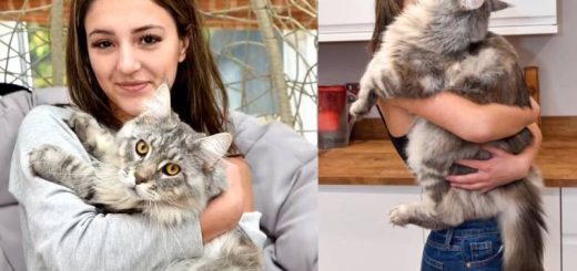 Kucing Panjang Yang Sering Disangka Anjing