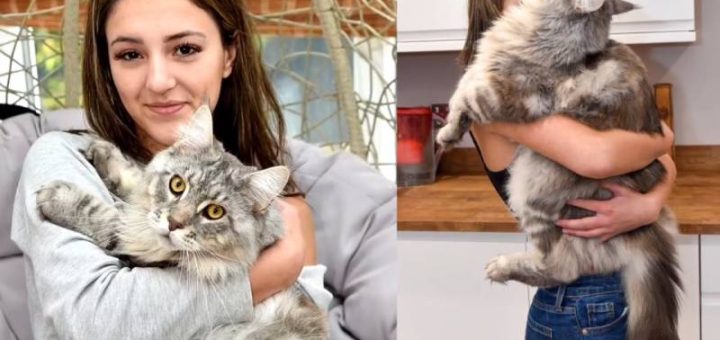 Kucing Panjang Yang Sering Disangka Anjing