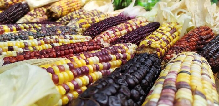 Jagung Berwarna-warni Bagai Pelangi dari Cianjur Diserlahkan Penyelidik