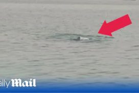 Lelaki Russia Dibaham Jerung Betina