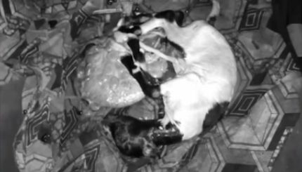 Aneh tapi Nyata, Wanita Ini Hamil 12 Bulan dan Melahirkan Kambing