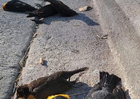Video menunjukkan beratus-ratus burung hitam jatuh secara misteri dari langit — banyak yang terhantuk hingga mati
