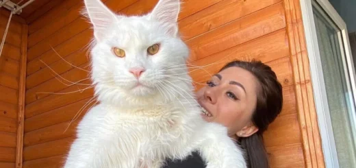 ‘Kucing terbesar di dunia’ sangat tinggi sehingga hampir boleh membuka pintu sendiri