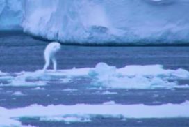 Misteri Makhluk Muncul di Antartika Yang Seakan-akan Manusia