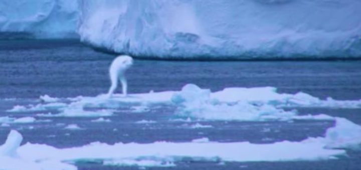 Misteri Makhluk Muncul di Antartika Yang Seakan-akan Manusia